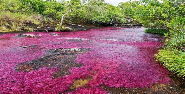 Cano Cristales, Sungai Unik dengan Lima Warna Air Cano Cristales, Sungai Unik dengan Lima Warna Air